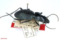 Carabus alexandrae alexandrae