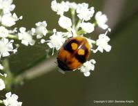 Adalia bipunctata var. annulata