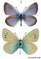 Glaucopsyche alexis - Green-underside Blue