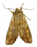 Lithophane socia - Pale Pinion