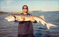 White  Sturgeon