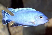 Cynotilapia axelrodi, : aquarium