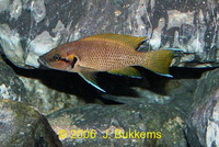 Neolamprologus splendens, :