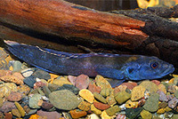 Teleogramma brichardi, :