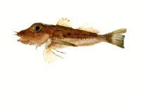 Pterygotrigla ryukyuensis, :