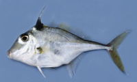 Triacanthus nieuhofii, Silver tripodfish: fisheries