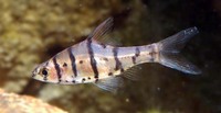 Eirmotus octozona, :