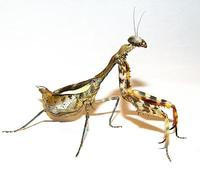 Parasphendale affinis