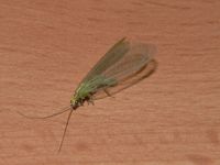 Chrysoperla carnea - Common Green Lacewing