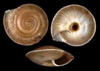 Canariella discobolus