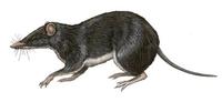 Image of: Peroryctes raffrayana (Raffray's bandicoot)