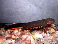 Cynops orientalis - Oriental Fire-bellied Newt