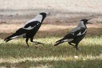 Gymnorhina tibicen - Australian Magpie