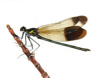 Image of: Calopteryx aequabilis