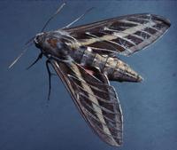 Image of: Hyles lineata (white-lined sphinx moth)