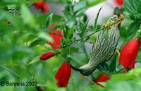 Image of: Arachnothera magna (streaked spiderhunter)