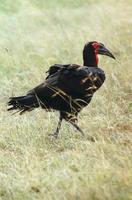 Image of: Bucorvus leadbeateri (southern ground hornbill)