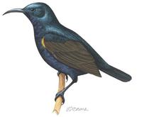 Image of: Cinnyris asiaticus (purple sunbird)