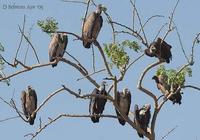 Image of: Gyps bengalensis (Indian white-backed vulture), Gyps indicus (Indian vulture)