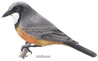 Image of: Pachycephala rufiventris (rufous whistler)