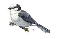 Image of: Perisoreus canadensis (grey jay)