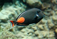 Acanthurus achilles - Achilles Tang