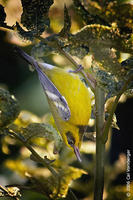 Image of: Vermivora chrysoptera (golden-winged warbler), Vermivora pinus (blue-winged warbler)