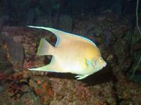 Holacanthus bermudensis - Blue Angelfish