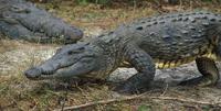 Image of: Crocodylus acutus (American crocodile)