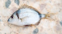 Diplodus vulgaris - Blacktail Bream