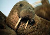 Photo: Portrait of a walrus