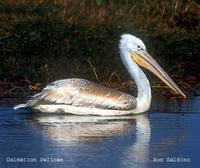 Dalmatian Pelican - Pelecanus crispus