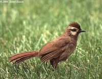 White-browed Laughingthrush - Garrulax sannio