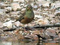 Ortolan Bunting - Emberiza hortulana