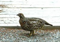 Spruce Grouse - Falcipennis canadensis