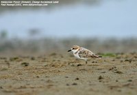 Malaysian Plover - Charadrius peronii