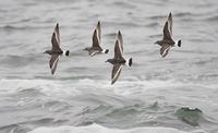 Surfbird (Aphriza virgata) photo