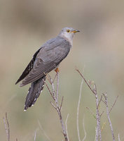 Common Cuckoo (Cuculus canorus) photo