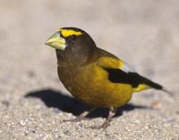 Evening Grosbeak (Coccothraustes vespertinus) photo