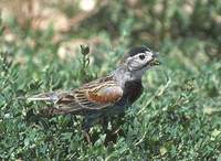 McCown's Longspur (Calcarius mccownii) photo