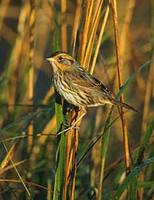 Saltmarsh Sharp-tailed Sparrow (Ammodramus caudacutus) photo