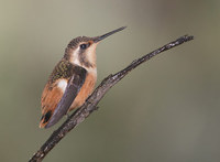 Purple-throated Woodstar (Philodice mitchellii) photo