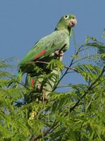 Mealy Parrot - Amazona farinosa