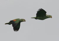 Orange-winged Parrot - Amazona amazonica