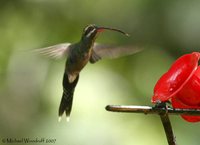 White-whiskered Hermit - Phaethornis yaruqui