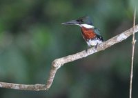 Green Kingfisher - Chloroceryle americana