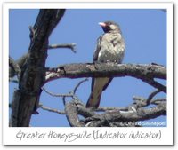 Greater Honeyguide - Indicator indicator
