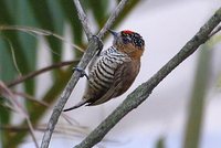 Ochre-collared Piculet - Picumnus temminckii