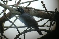 Bare-necked Fruitcrow - Gymnoderus foetidus