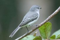 Gray Elaenia - Myiopagis caniceps